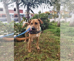 CHESTER - Male Labrador Retriever-Unknown Mix Dog for Adoption - Photo #7
