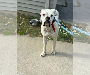 Boxer Dogs for adoption in Dumont, NJ, USA