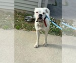 Small Boxer