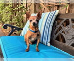 Buddy Boy - Male Chihuahua-Unknown Mix Dog for Adoption - Small photo