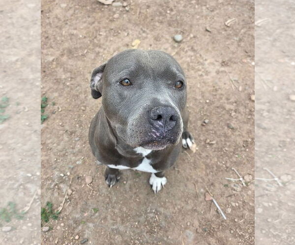 Medium Photo #4 American Pit Bull Terrier-Unknown Mix Puppy For Sale in phoenix, AZ, USA
