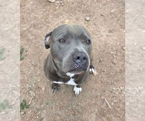 Dior - Female American Pit Bull Terrier Dog for Adoption - Photo #4