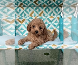 Maltipoo Puppy for sale in BELDING, MI, USA