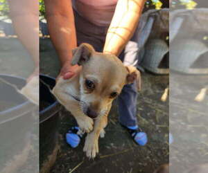 Chihuahua Puppy for Sale in LOS ANGELES, California USA