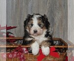 Small Photo #5 Bernedoodle Puppy For Sale in HONEY BROOK, PA, USA