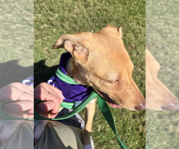 Medium Photo #1 Rat Terrier-Unknown Mix Puppy For Sale in Jackson, MS, USA