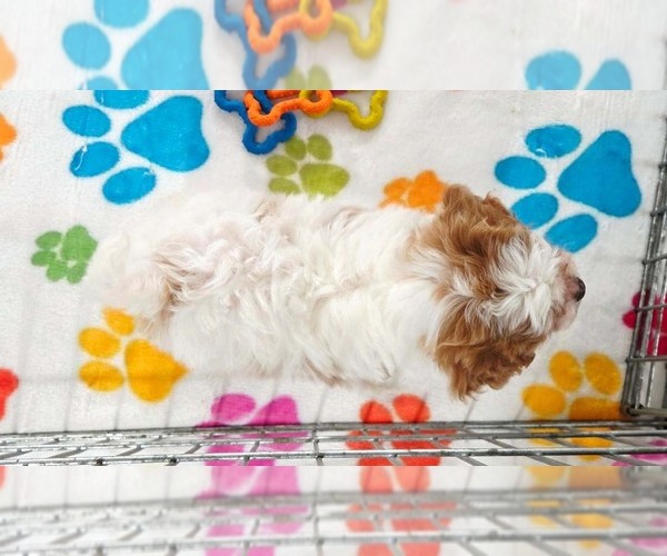 Medium Photo #3 Cavapoo (Miniature)-Poodle (Toy) Mix Puppy For Sale in ORO VALLEY, AZ, USA