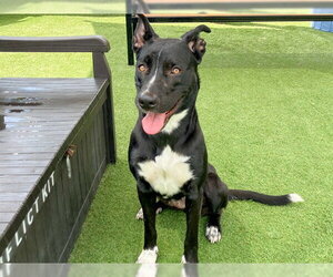 TALLY - Female Mutt Dog for Adoption - Photo #2
