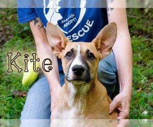 Kite - Female Mutt Dog for Adoption - Photo #10