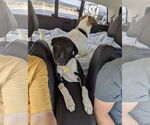 Small #1 Labrador Retriever Mix