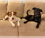 Small #16 Labrador Retriever Mix