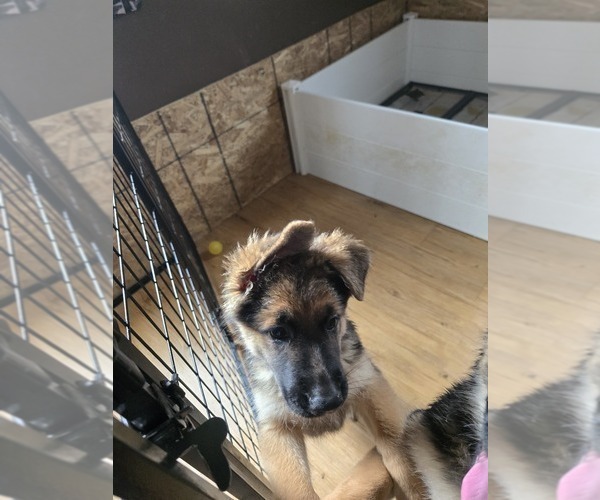 Medium Photo #12 German Shepherd Dog Puppy For Sale in LA FAYETTE, NY, USA