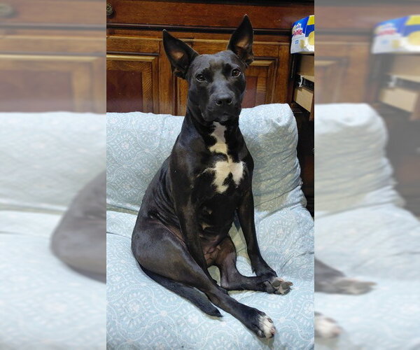 Medium Photo #1 Mutt Puppy For Sale in Temple, TX, USA