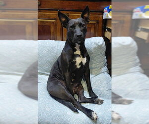 Mutt Dogs for adoption in Temple, TX, USA