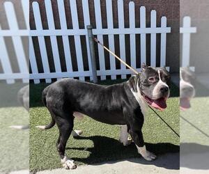 American Pit Bull Terrier Dogs for adoption in Modesto, CA, USA