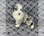 Small Photo #82 Australian Shepherd Puppy For Sale in SALISBURY, NC, USA