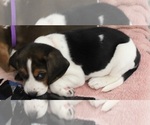 Small Photo #3 Beagle Puppy For Sale in TOLEDO, OH, USA