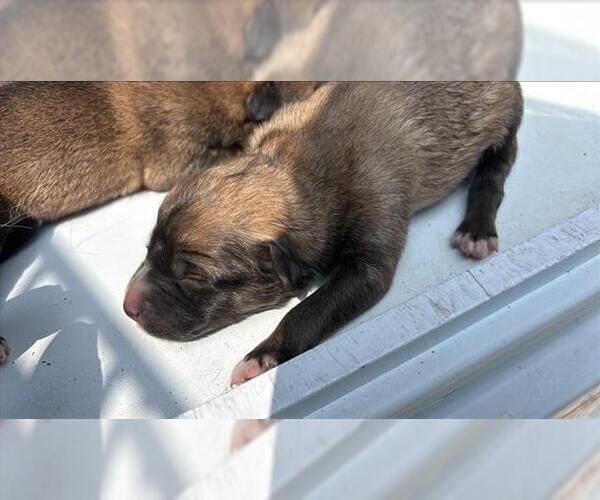 Medium Photo #1 German Shepherd Dog Puppy For Sale in Houston, TX, USA