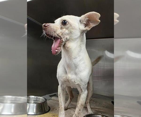 Medium Photo #2 Chihuahua-Unknown Mix Puppy For Sale in San Antonio, TX, USA