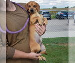 Small #1 Chiweenie