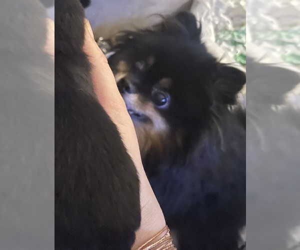 Medium Photo #1 Pomeranian Puppy For Sale in RENO, NV, USA