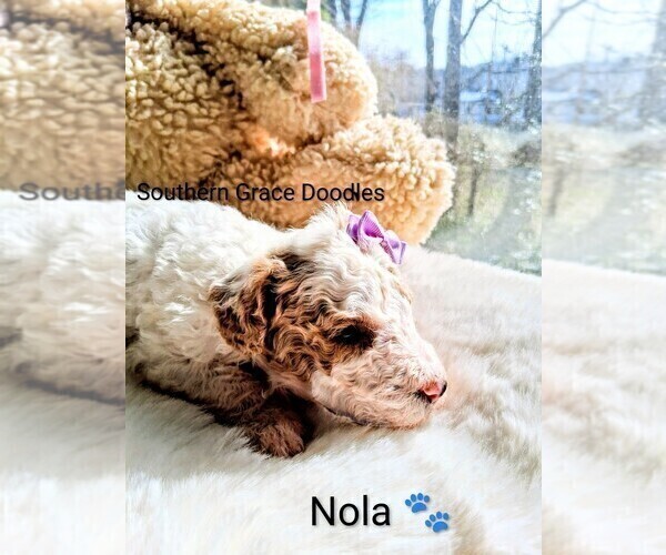 Medium Photo #147 Goldendoodle (Miniature) Puppy For Sale in GASTONIA, NC, USA