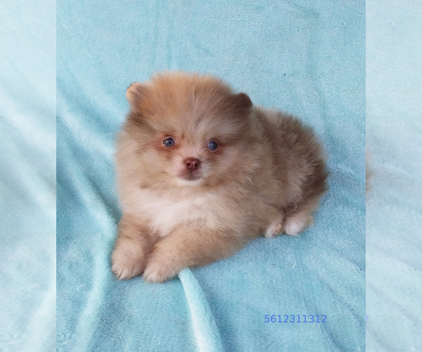 Medium Photo #12 Pomeranian Puppy For Sale in WEST PALM BEACH, FL, USA