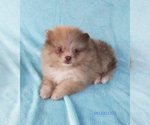 Small #11 Pomeranian