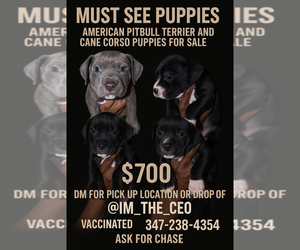 American Bully-Cane Corso Mix Puppy for sale in BRONX, NY, USA