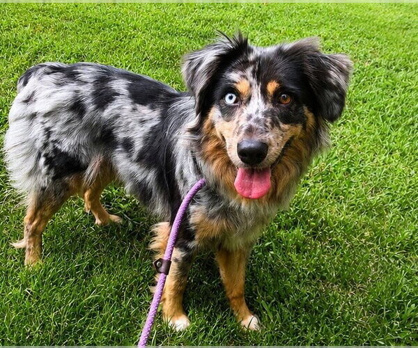 Medium Photo #1 Australian Shepherd Puppy For Sale in Holly Springs, NC, USA