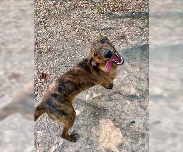 Medium Photo #1 Mutt Puppy For Sale in Sparta, TN, USA