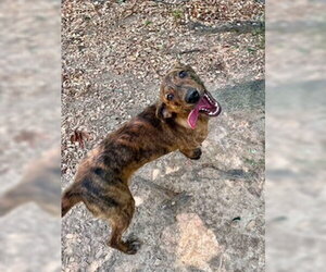 Mutt Dogs for adoption in Sparta, TN, USA