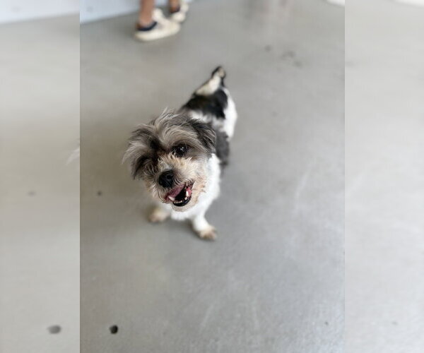 Medium Photo #2 Shih Tzu-Unknown Mix Puppy For Sale in Studio City, CA, USA
