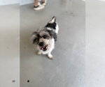 Small #1 Shih Tzu Mix