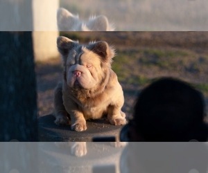 Father of the French Bulldog puppies born on 01/17/2026