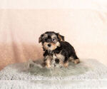 Small Photo #7 Morkie Puppy For Sale in NAPPANEE, IN, USA