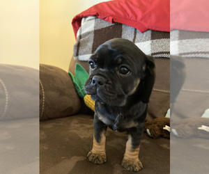 Puggle Puppy for sale in TROY, OH, USA