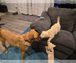 Small #3 Labrador Retriever Mix