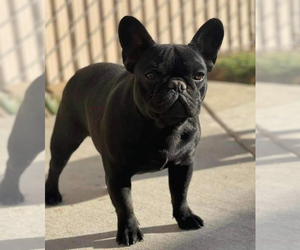 Mother of the French Bulldog puppies born on 05/02/2025
