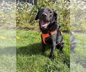 Poppy (AL) - Female Labrador Retriever-Unknown Mix Dog for Adoption - Photo #2