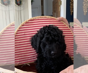 Bernedoodle Puppy for sale in WEST CHICAGO, IL, USA