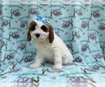 Small #7 Cavapoo (Miniature)