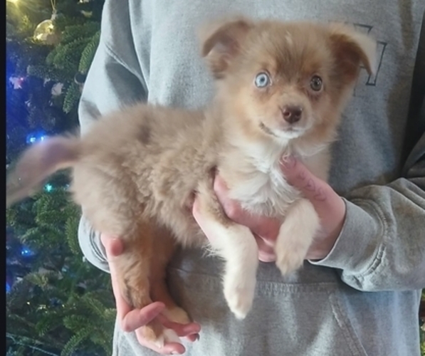 Medium Photo #1 Miniature Australian Shepherd Puppy For Sale in MILTON, WI, USA