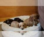 Small Photo #4 Dachshund Puppy For Sale in MILAN, TN, USA