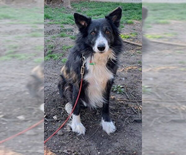 Medium Photo #4 Border Collie Puppy For Sale in Highland, IL, USA