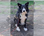 Small #3 Border Collie