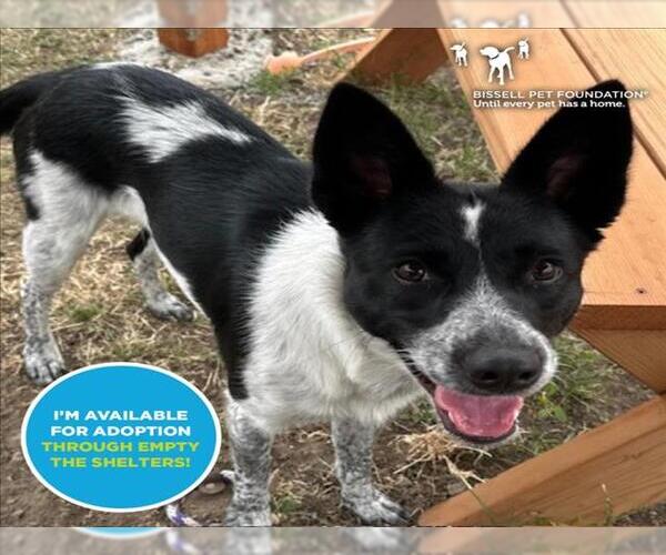 Medium Photo #3 Mutt Puppy For Sale in Santa Cruz, CA, USA
