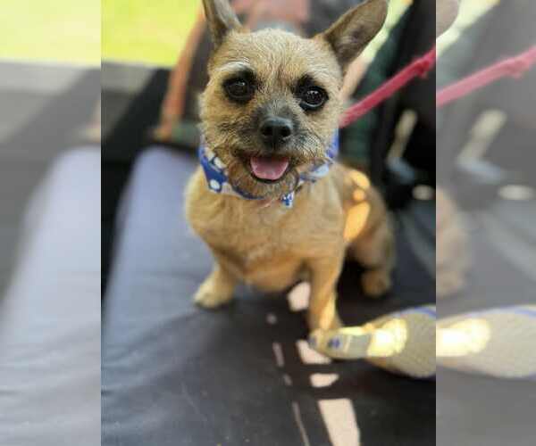 Medium Photo #1 French Bulldog-Unknown Mix Puppy For Sale in Croydon, NH, USA