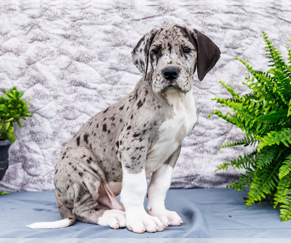 Medium Photo #74 Great Dane Puppy For Sale in WAKARUSA, IN, USA