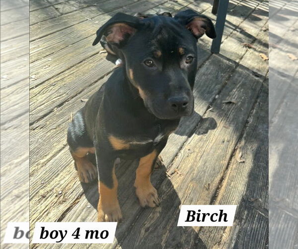 Medium Photo #1 Shepweiller Puppy For Sale in Chester, VA, USA